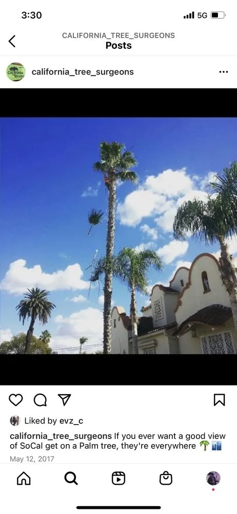 Trusted landscaping services in Los Angeles, CA by California Tree Surgeon