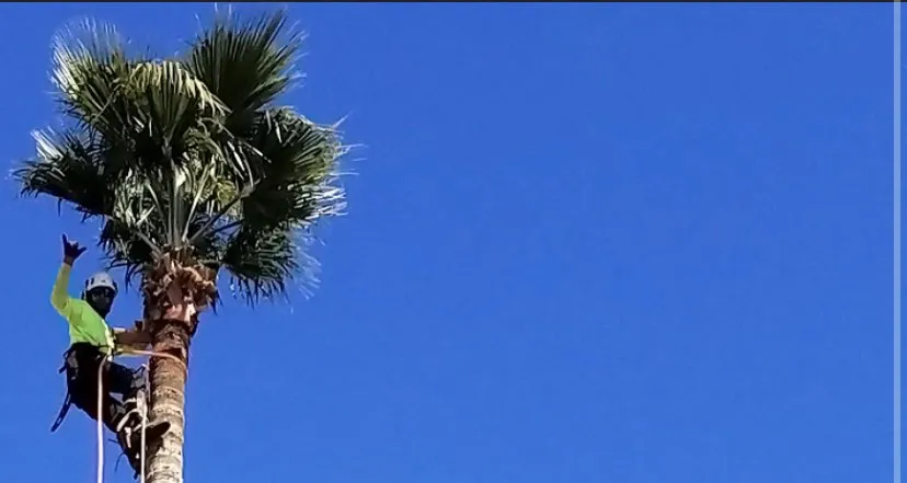 Professional landscaping services experts serving Los Angeles, CA - California Tree Surgeon