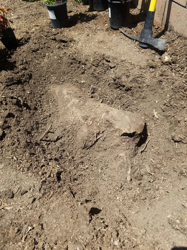 Custom outdoor landscaping in Los Angeles, CA - California Tree Surgeon