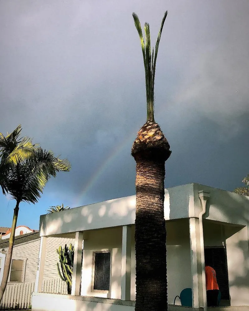 Local yard cleanup service for residential properties across Los Angeles, CA - California Tree Surgeon