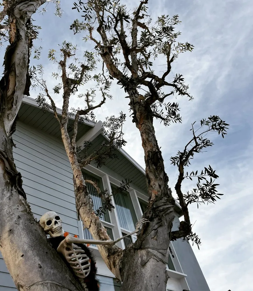 Reliable lawn care service experts serving Los Angeles, CA - California Tree Surgeon