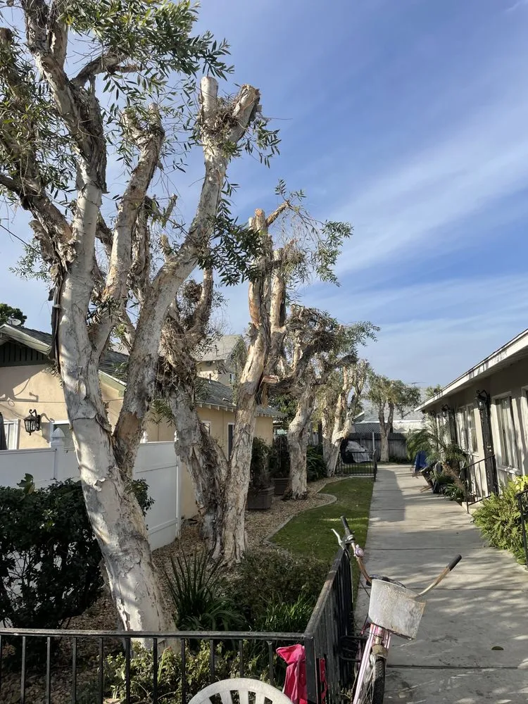 Custom lawn care service for homes in Los Angeles, CA by California Tree Surgeon