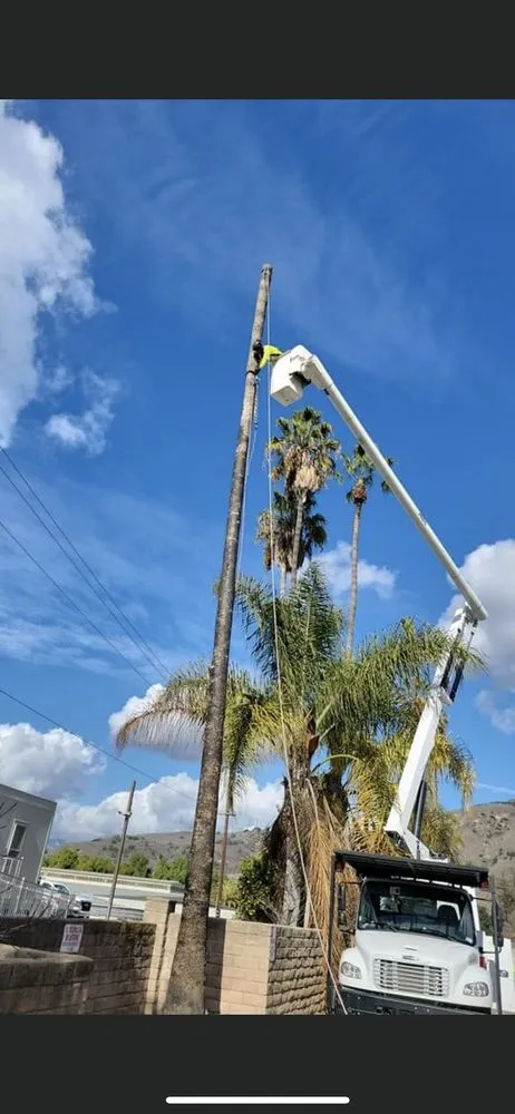 Expert yard maintenance with custom design across Los Angeles, CA - California Tree Surgeon