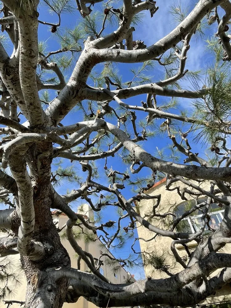 Custom residential landscaping with custom design in Los Angeles, CA by California Tree Surgeon