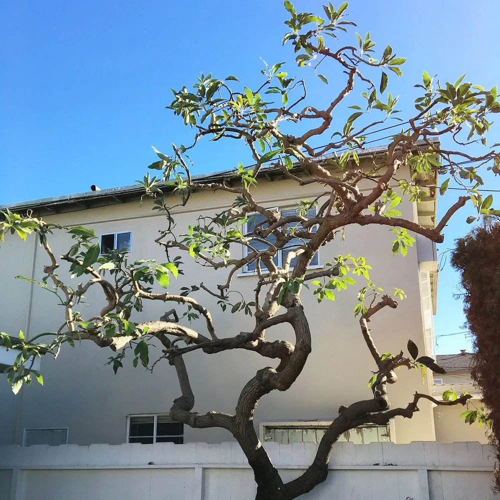 Reliable garden landscaping for homes across Los Angeles, CA - California Tree Surgeon