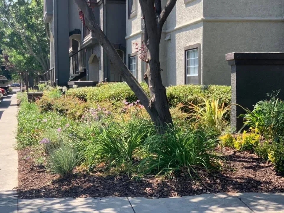 Expert residential landscaping in Vacaville, CA by California Valley Landscape