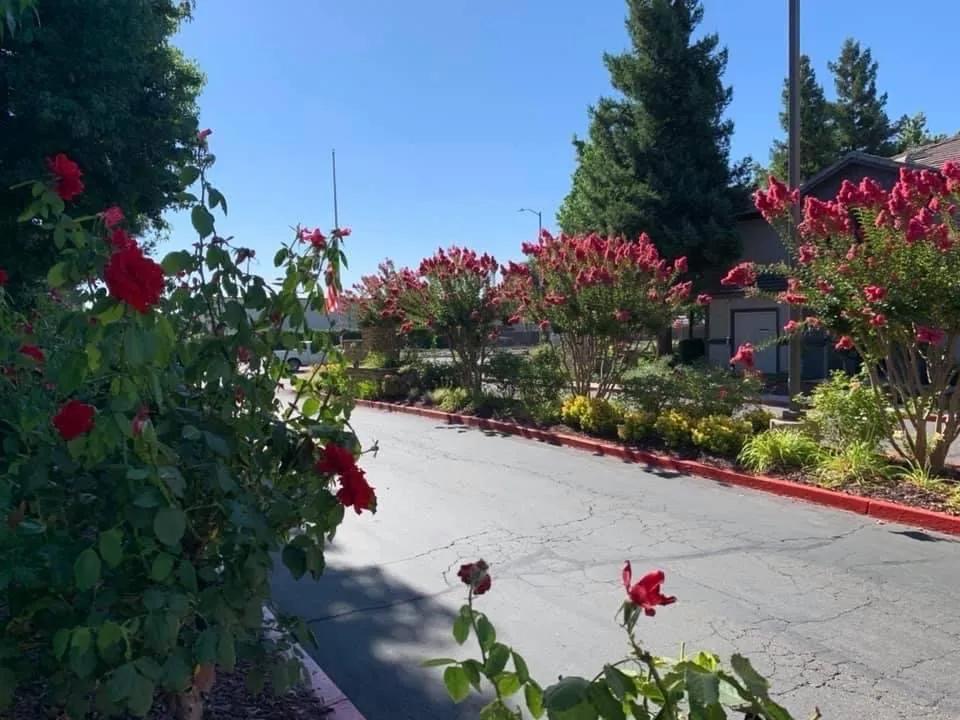 Expert landscape design in Vacaville, CA - California Valley Landscape