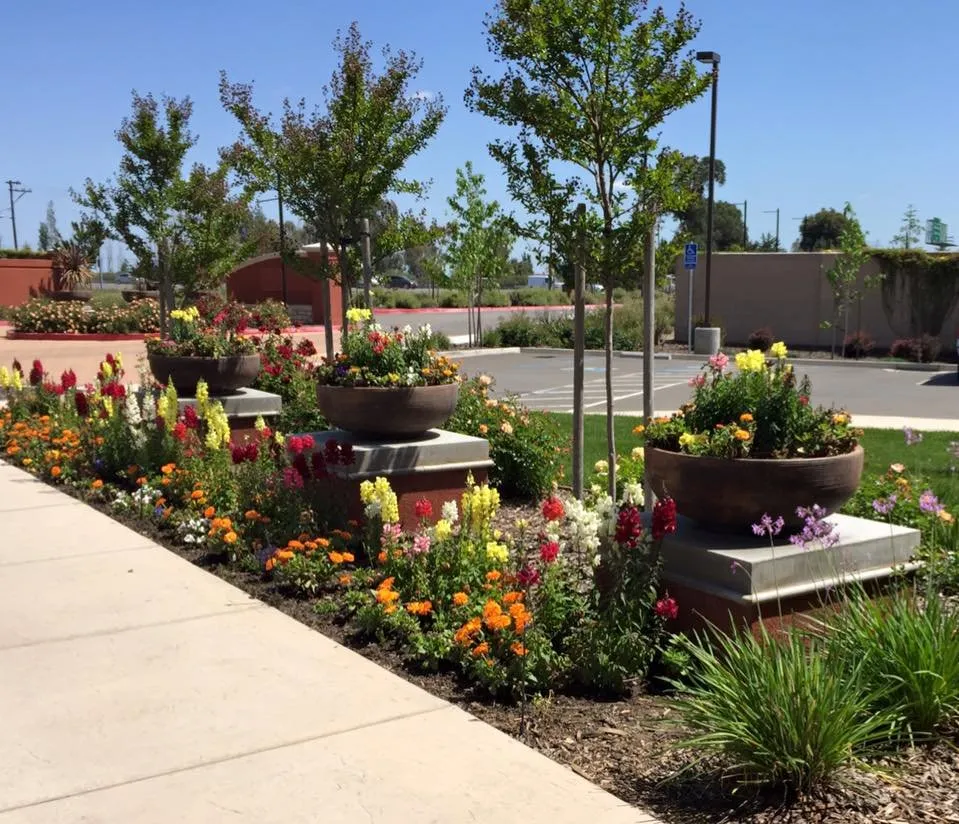 Affordable landscaping services experts serving Vacaville, CA - California Valley Landscape