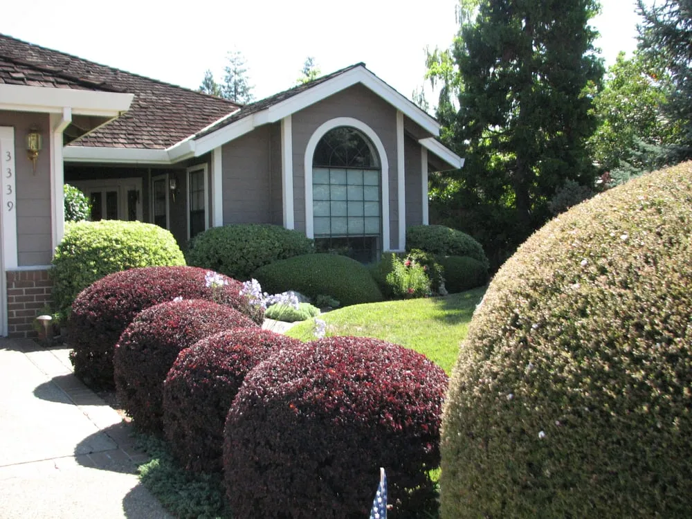 Top-rated yard maintenance experts serving El Dorado Hills, CA - California Yard Pro