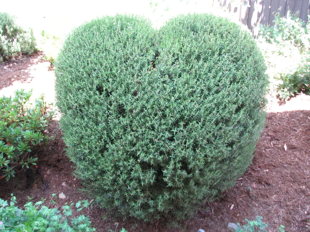 Trusted yard cleanup service in El Dorado Hills, CA - California Yard Pro