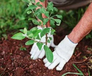 Local landscape design for outdoor upgrades across Orange, CA - Caliland Landscaping