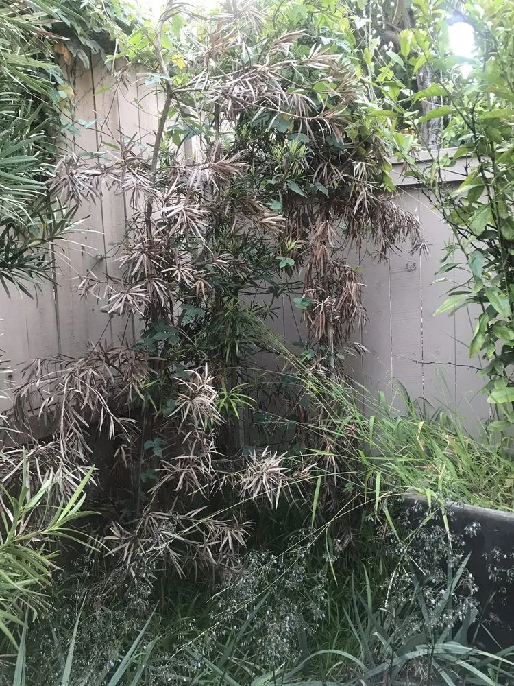 Expert lawn care service in Orange, CA - Caliland Landscaping