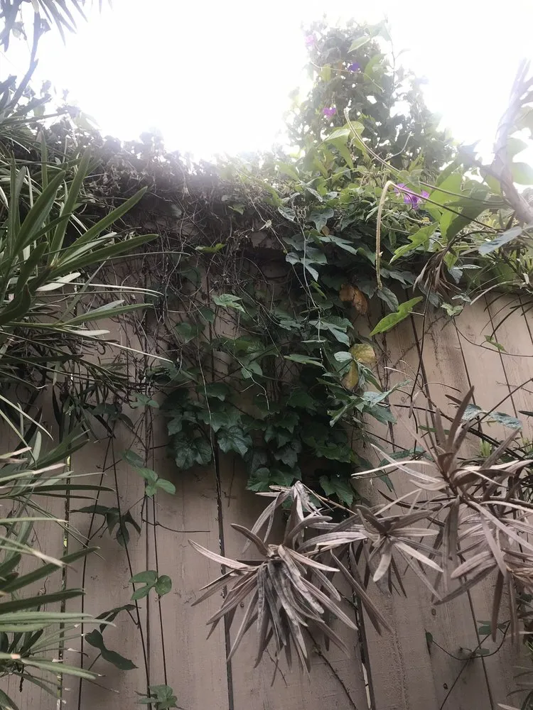 Custom landscaping services for homes in Orange, CA by Caliland Landscaping