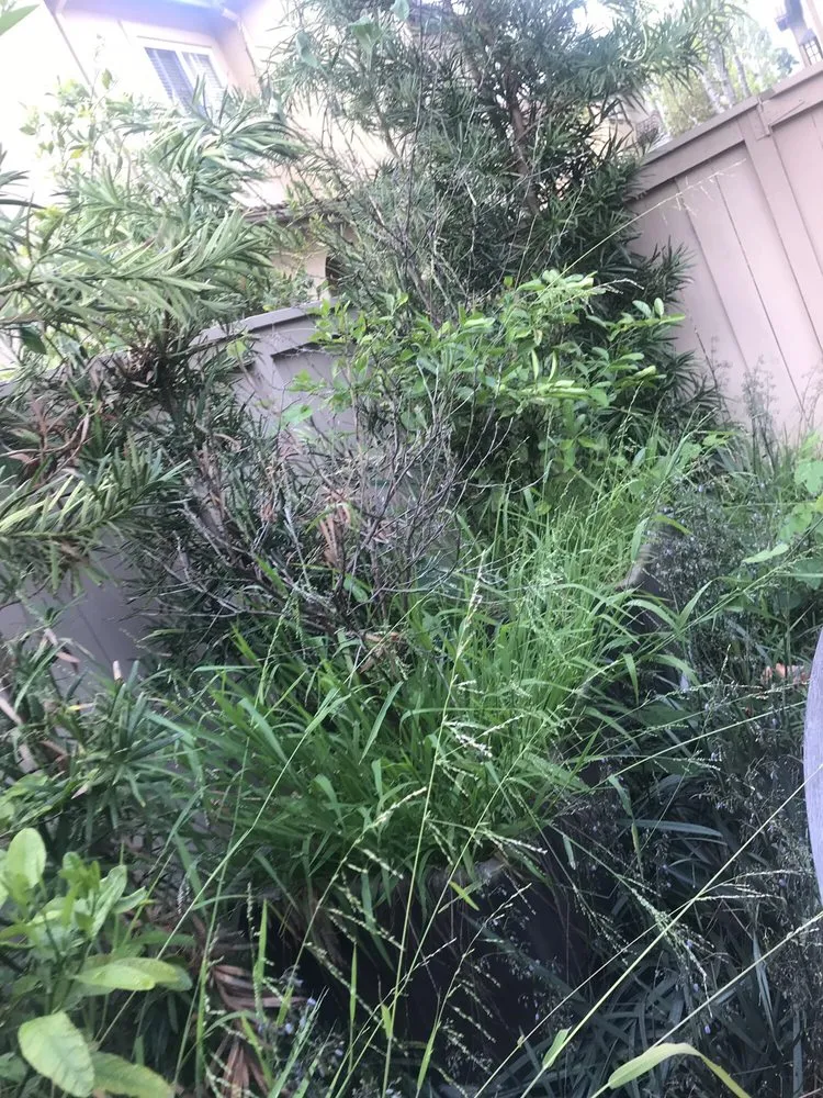 Custom yard maintenance in Orange, CA - Caliland Landscaping