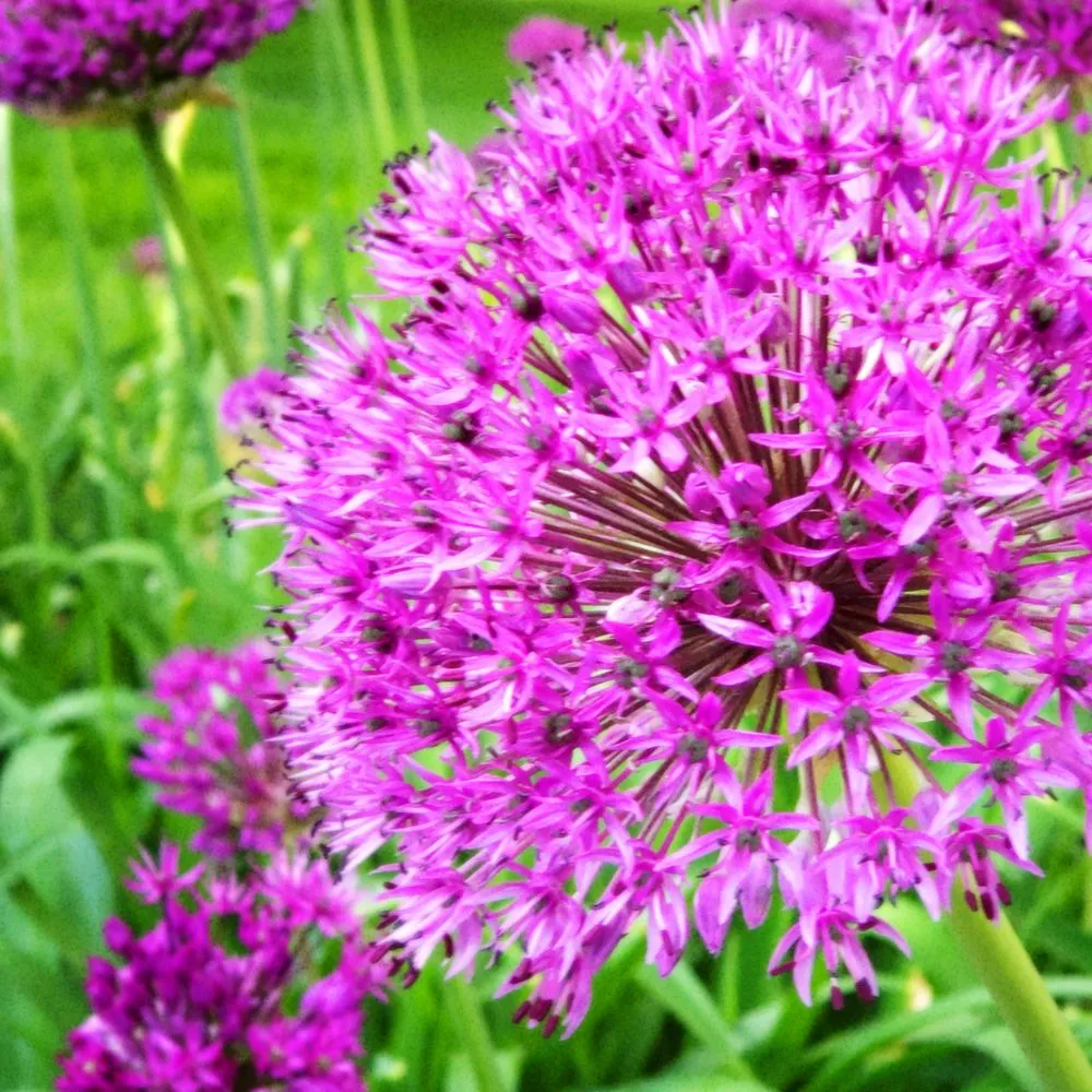Trusted garden landscaping for residential properties in Belle Mead, NJ by Caliper Farms Nursery and Landscape Services