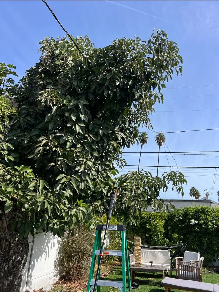 Custom garden landscaping for year-round maintenance across Los Angeles, CA - Calipkg