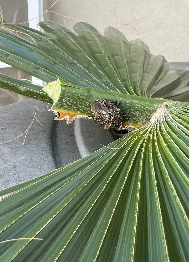 Top-rated outdoor landscaping in Los Angeles, CA - Calipkg