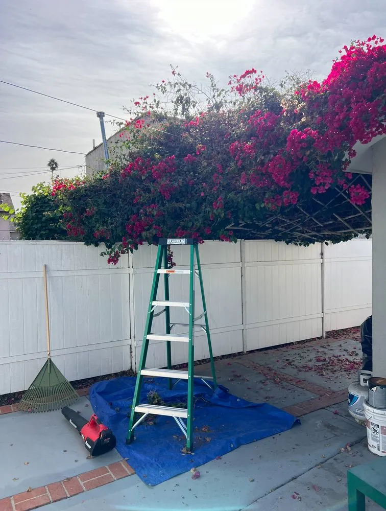 Reliable yard cleanup service in Los Angeles, CA by Calipkg