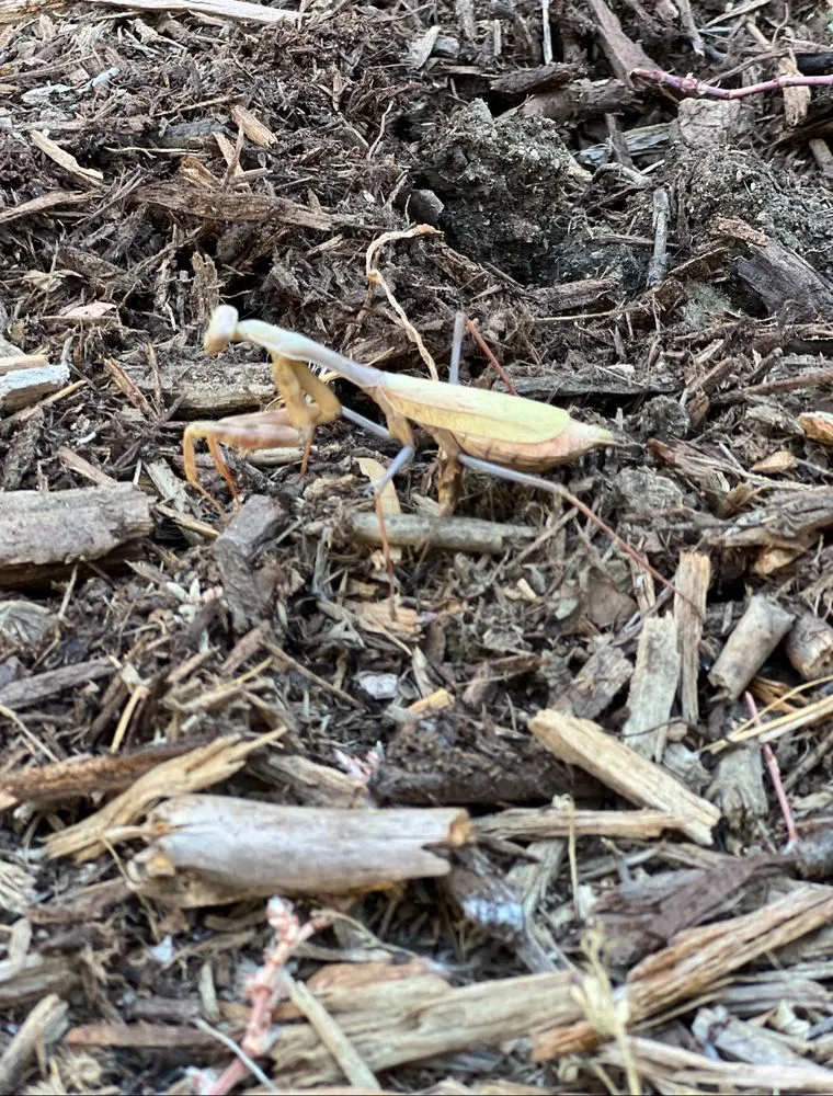 Trusted landscape installation in Los Angeles, CA - Calipkg