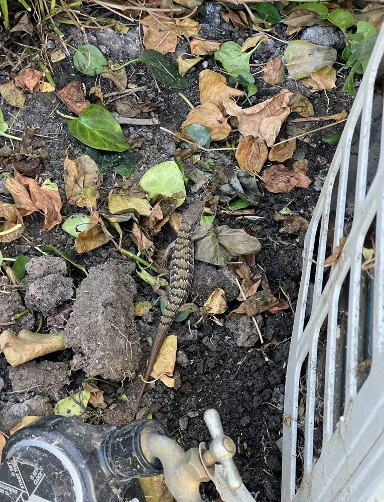 Trusted outdoor landscaping experts serving Los Angeles, CA - Calipkg