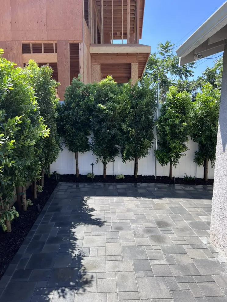 Local yard cleanup service for homes in Orange, CA by Caliscapes OC
