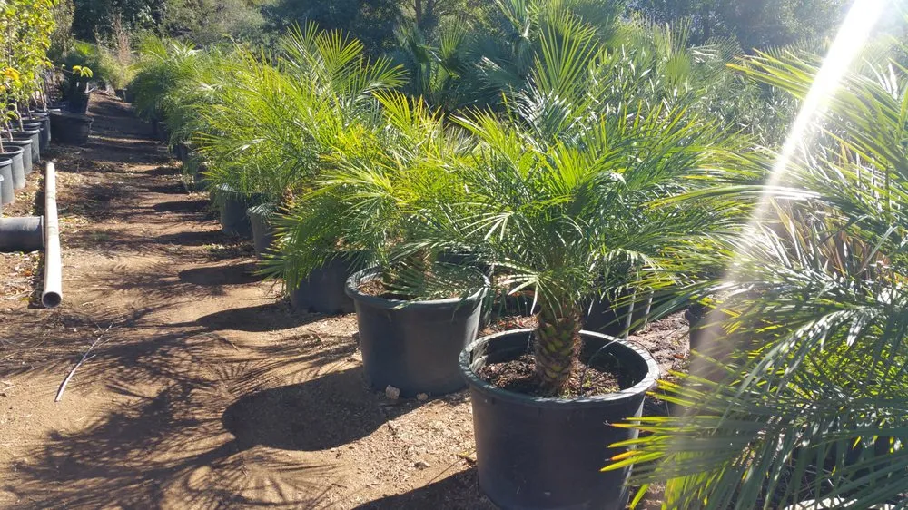 Expert lawn care service with custom design in Riverside, CA by Caliscapes