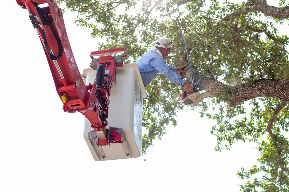 Reliable landscape design in Victoria, TX - Call Albert Landscaping