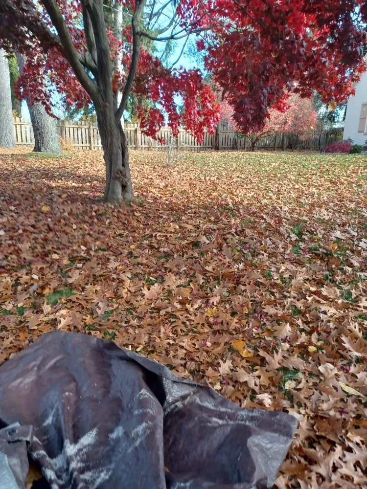 Expert lawn care service experts serving Rochester, NY - Call Nick Property Maintenance