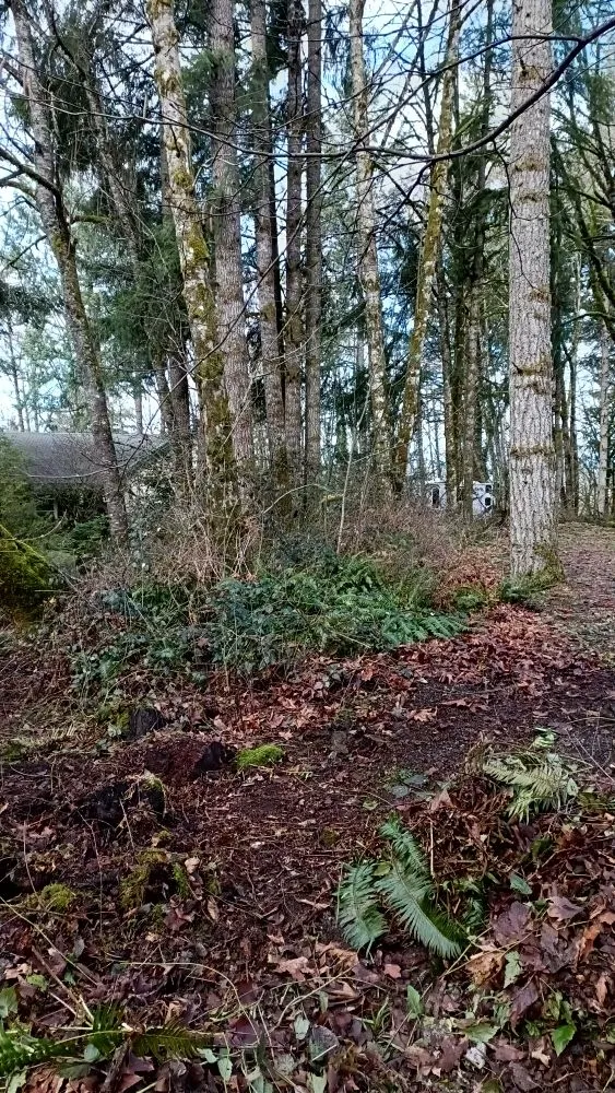 Local lawn care service in Vancouver, WA by Call Oscars Landscaping Junk Removal