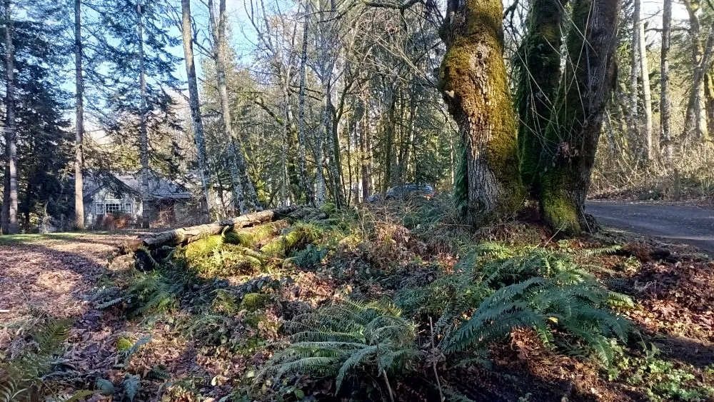 Top-rated yard cleanup service in Vancouver, WA - Call Oscars Landscaping Junk Removal