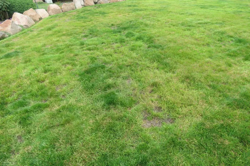 Professional landscaping services with custom design in Renton, WA by Call Ryan Landscaping & Maintenance