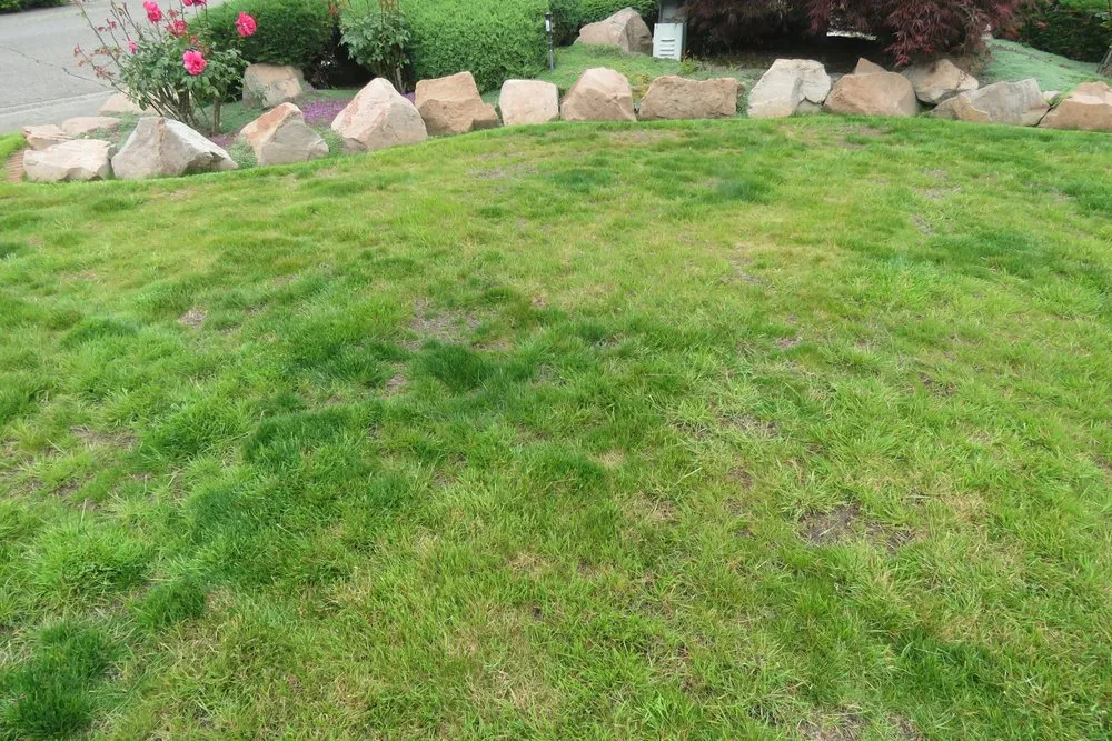 Affordable landscape installation in Renton, WA by Call Ryan Landscaping & Maintenance