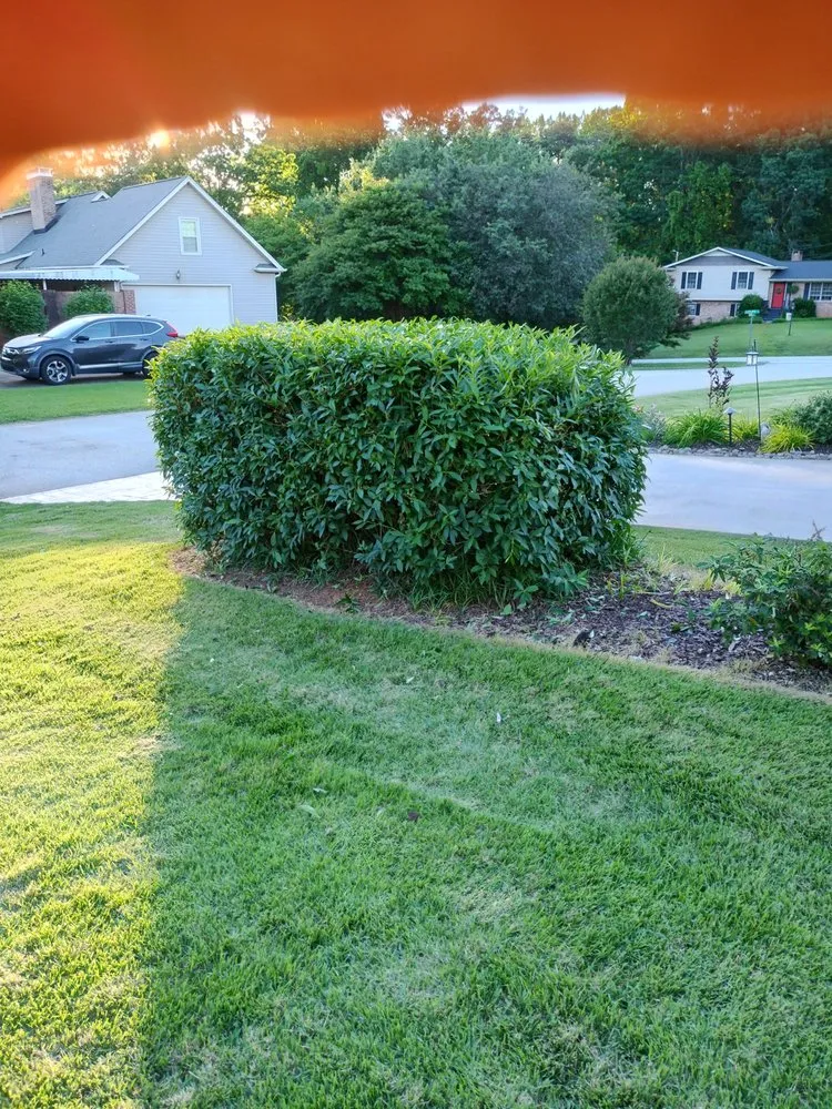 Custom yard cleanup service experts serving Greenville, SC - Call Someone Who Cares Lawn Care