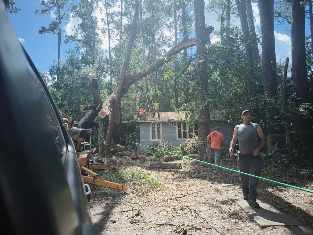 Top-rated residential landscaping in High Springs, FL by Call The Treeman