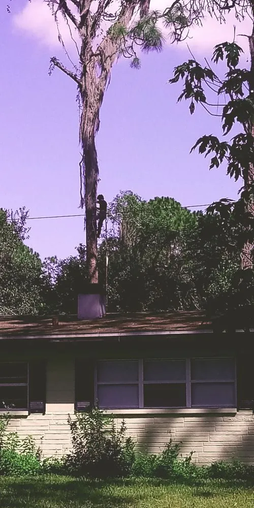 Expert landscaping services in High Springs, FL - Call The Treeman