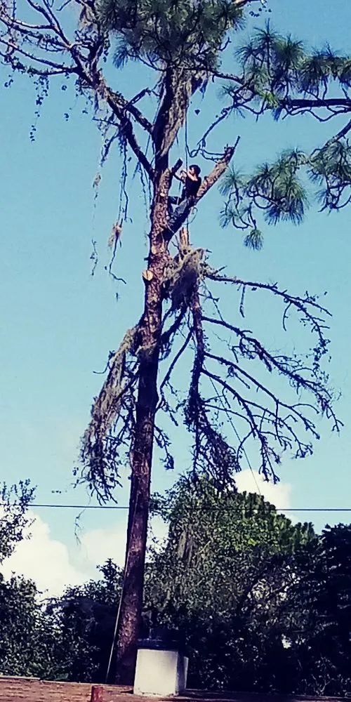 Professional yard cleanup service in High Springs, FL by Call The Treeman