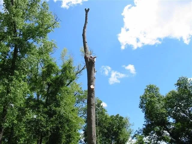 Expert landscape design experts serving High Springs, FL - Call The Treeman