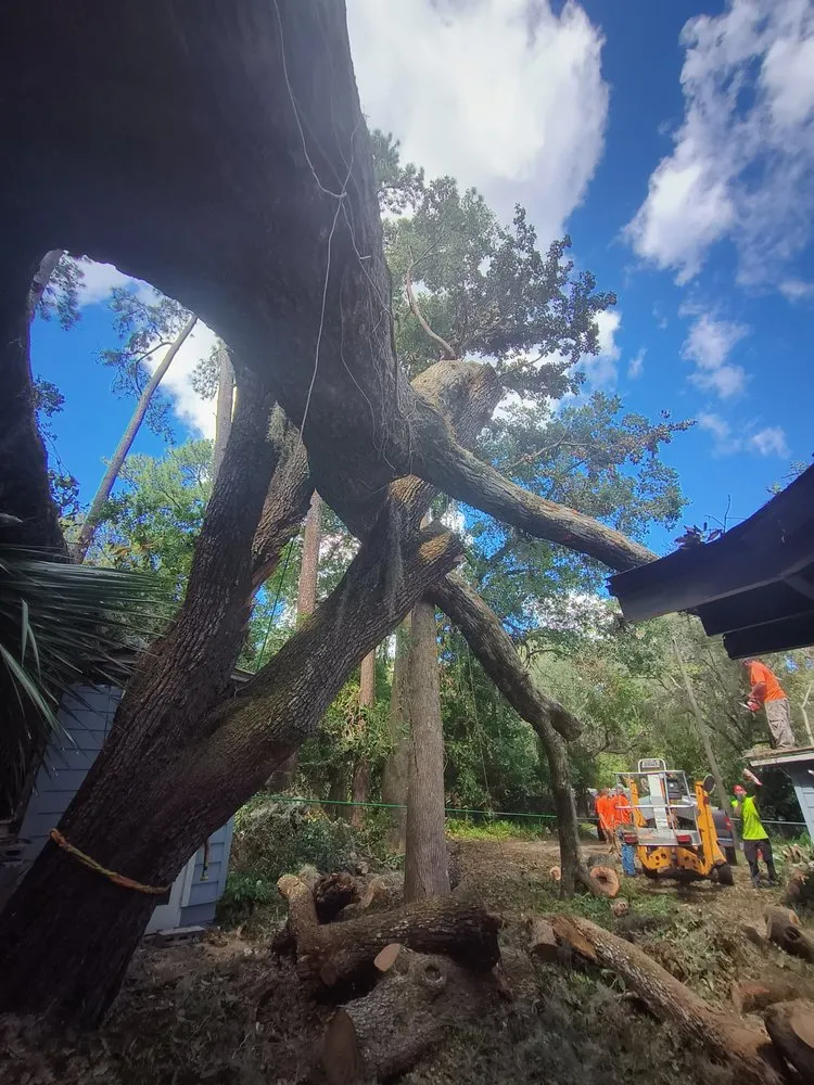 Trusted lawn care service experts serving High Springs, FL - Call The Treeman