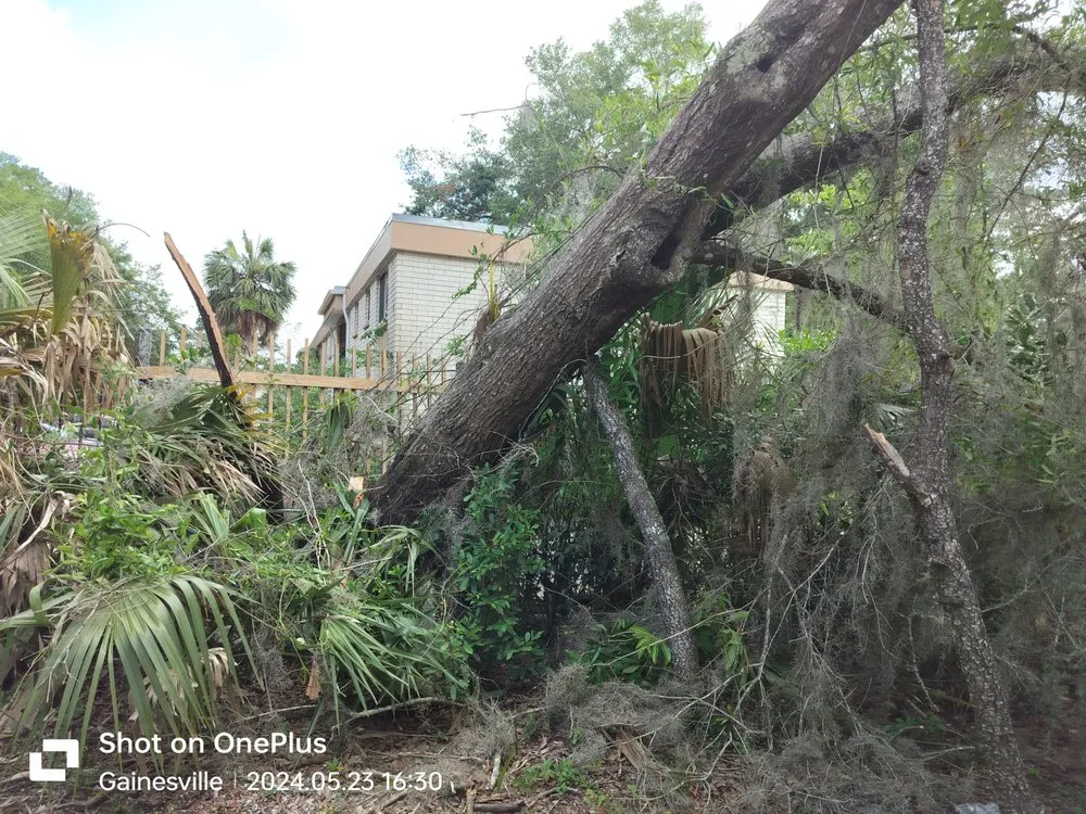 Trusted yard cleanup service for residential properties in High Springs, FL by Call The Treeman