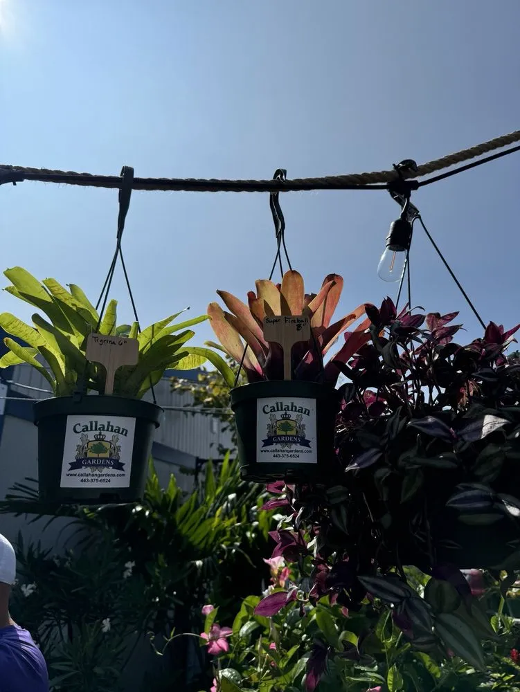 Affordable lawn care service for outdoor upgrades across Pikesville, MD - Callahan Gardens