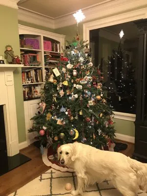 Calloway Boxwood & Landscaping Logo