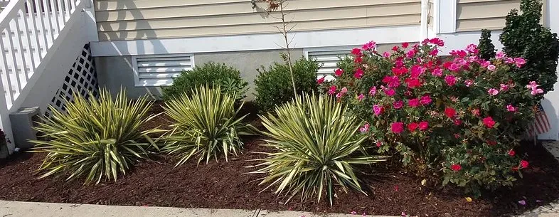Affordable yard maintenance for beautiful yards in Hampton, VA by Calloways Landscaping