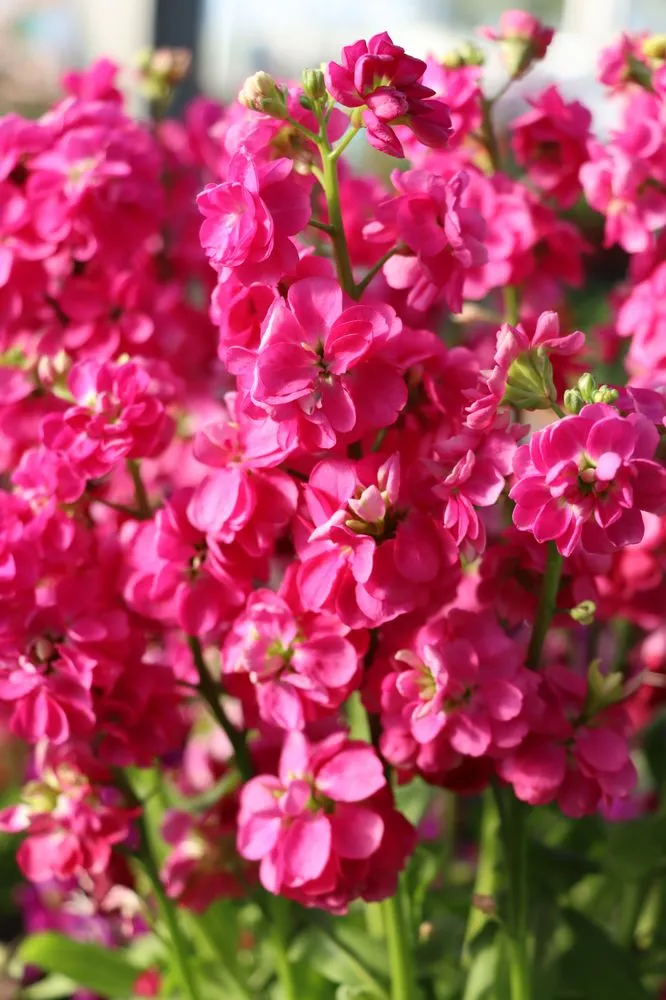 Custom residential landscaping in Dallas, TX - Calloways Nursery