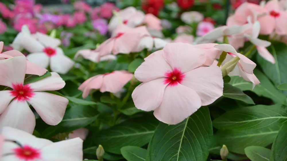 Trusted garden landscaping in Dallas, TX - Calloways Nursery