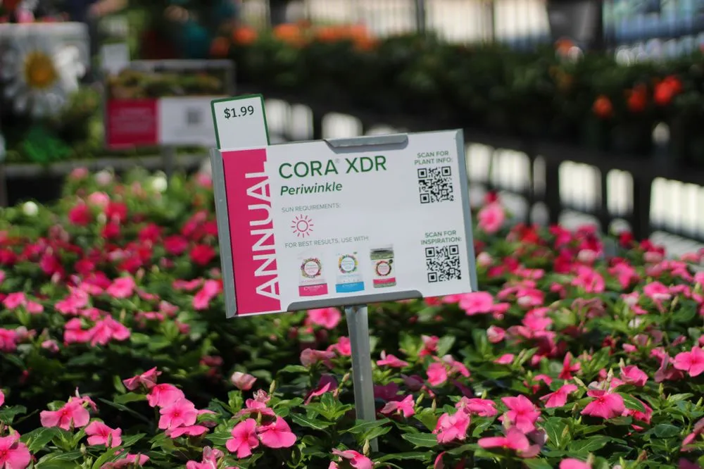 Affordable outdoor landscaping experts serving Prosper, TX - Calloway’s Nursery