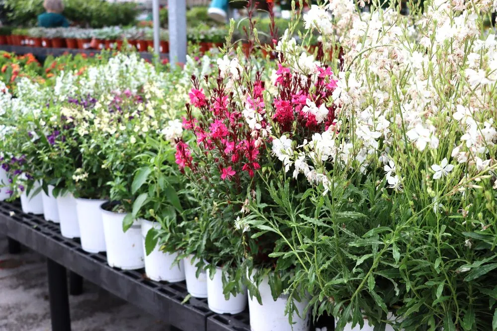 Reliable garden landscaping in Prosper, TX by Calloway’s Nursery