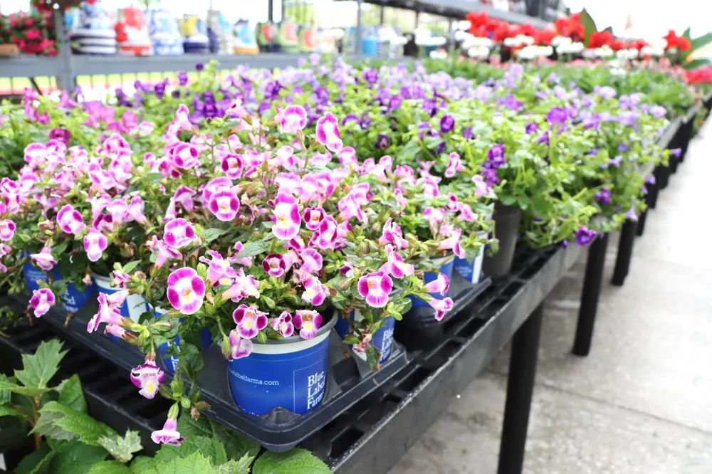 Trusted residential landscaping for homes in Prosper, TX by Calloway’s Nursery