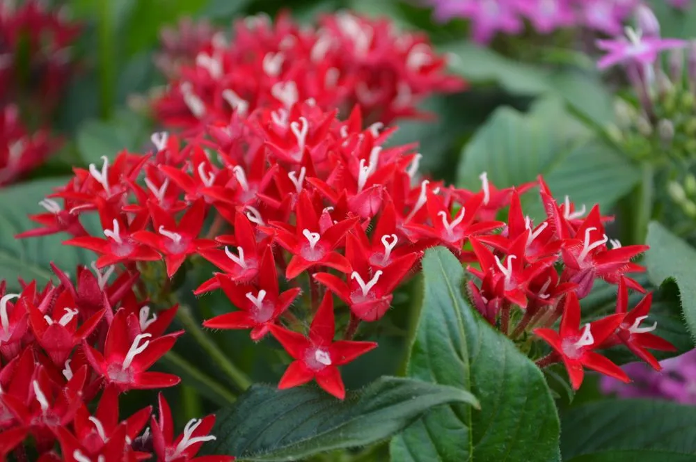 Top-rated lawn mowing service experts serving Prosper, TX - Calloway’s Nursery