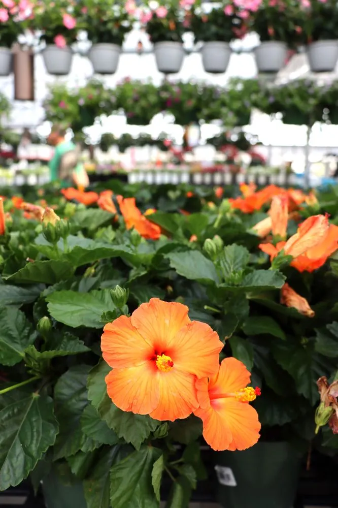 Professional landscape design for homes across Prosper, TX - Calloway’s Nursery