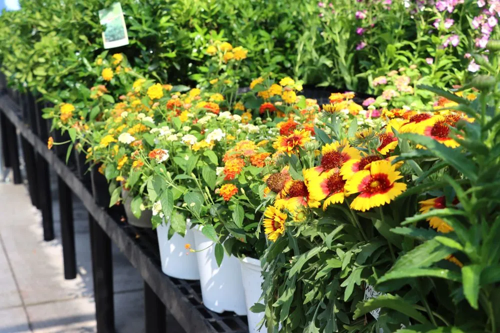 Professional landscaping services for homes in Prosper, TX by Calloway’s Nursery